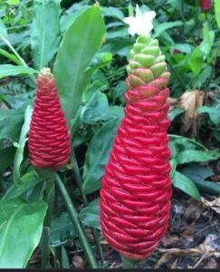 shampoo ginger lily plant